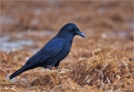 Aaskraehe-Carrion_Crow.jpg