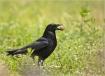 Aaskraehe-carrion_crow-05_05_2020.jpg