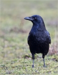 Aaskraehe-carrion_crow-08_03_2016.jpg