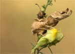 Achateule-Phlogophora_meticulosa-06_09_2018.jpg