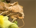 Achateule-Phlogophora_meticulosa-beim_Trinken.jpg