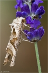 Achateule-Phlogophora_meticulosa.jpg