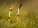 Ackerschachtelhalm-Sporenaehre-Equisetum_2014.jpg