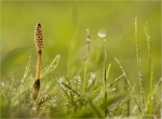 Ackerschachtelhalm-Sporenaehre-Equisetum_arvense-08_04_2017.jpg