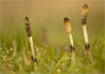 Ackerschachtelhalm-Sporenaehre-Equisetum_arvense.jpg