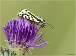 Ackerwinden-Bunteulchen-Emmelia_trabealis-15_07_2018.jpg