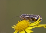 Ackerwinden-Bunteulchen.jpg