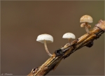 Aestchen-Zwergschwindling-Marasmiellus_ramealis-2014.jpg
