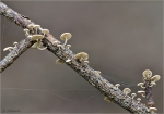 Aestchen-Zwergschwindling-Marasmiellus_ramealis-20_09_2015.jpg