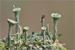 Aestige_Becherflechte-Cladonia_ramulosa-Oktober_2015.jpg