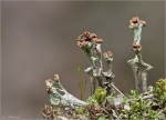 Aestige_Becherflechte-Cladonia_ramulosa.jpg