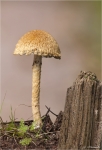 Alpiner_Saumpilz-Lacrymaria_glareosa.jpg