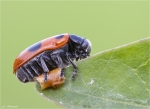 Ameisen-Sackkaefer-Clytra_laeviuscula.jpg