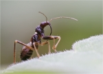 Ameisenwanze-Myrmecoris_gracilis.jpg