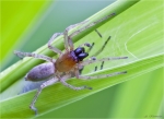 Ammen_Dornfinger-Cheiracanthium_punctorium-Mai_2015.jpg
