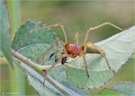 Ammen_Dornfinger-Cheiracanthium_punctorium.jpg