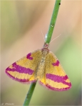 Ampfer-Purpurspanner-Lythria_cruentaria-31_07_2014.jpg