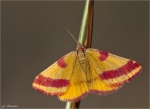 Ampfer-Purpurspanner-Lythria_cruentaria-Weibchen.jpg