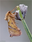 Ampfer_Wurzelbohrer-Triodia_sylvina-01_09.jpg