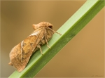 Ampfer_Wurzelbohrer-Triodia_sylvina-24_08_2017.jpg