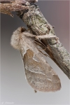 Ampfer_Wurzelbohrer-Triodia_sylvina.jpg