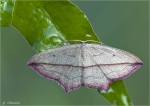 Ampferspanner-Timandra_comae.jpg