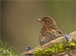 Amsel-Jungvogel-1__Brut_2020.jpg