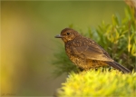 Amsel-Jungvogel_im_Abendlicht.jpg