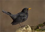 Amsel-Turdus_merula-male.jpg