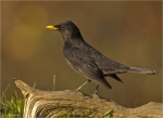 Amsel-common_blackbird-maennlich-04_11_2017.jpg