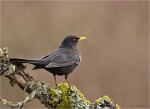 Amsel-common_blackbird-maennlich-06_02_2017.jpg