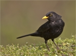 Amsel-common_blackbird-maennlich-15_04_2016.jpg