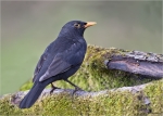 Amsel-common_blackbird-maennlich-Januar_2016.jpg