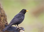 Amsel-common_blackbird-maennlich-mit_Regentropfen-25_03_2016.jpg