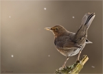 Amsel-common_blackbird-weiblich-11_01_2017.jpg