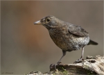 Amsel-common_blackbird-weiblich-27_03_2016.jpg