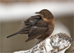 Amsel-common_blackbird-weiblich-im_Schnee.jpg