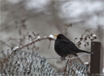 Amsel-common_blackbird_im_Lebensraum.jpg