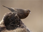 Amsel-weiblich-18_01_2017.jpg