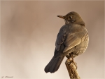 Amsel-weiblich-23_01_2017.jpg