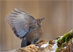 Amsel-weiblich-common_blackbird.jpg