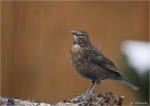 Amsel-weiblich-im_Regen.jpg
