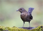Amsel-weiblich-mit_Regentropfen-09_02_2016.jpg