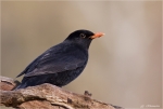 Amsel_oder_Schwarzdrossel-Turdus_merula-maennlich.jpg