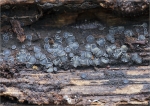 Aschgraues_Weichbecherchen-Mollisia_cinerea-06_04_2015.jpg