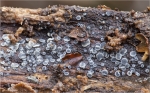 Aschgraues_Weichbecherchen-Mollisia_cinerea.jpg