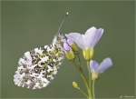 Aurorafalter-Anthocharis_cardamines-Mai_2015.jpg
