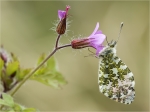 Aurorafalter-Anthocharis_cardamines-maennlich-22_04_2017.jpg