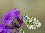 Aurorafalter-Anthocharis_cardamines-maennlich-April_2017.jpg