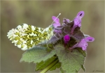 Aurorafalter-Anthocharis_cardamines-male-12_04_2019.jpg